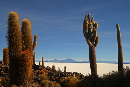Cactus au salar d'Uyuni