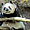 Panda au Balboa Park de San Diego