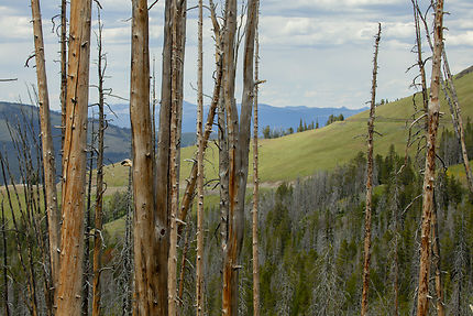 Rideau d'arbres dans le Montana