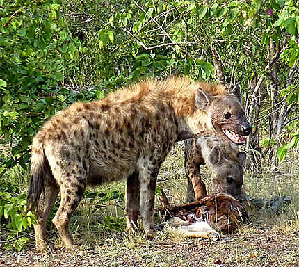 Le repas des hyènes