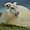 Mouton islandais