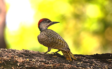 Cardinal Woodpecker - Pic cardinal