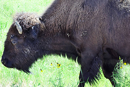 Bison au Custer State Park