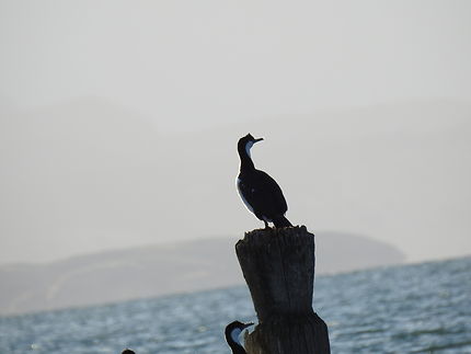 L'élégance du cormoran