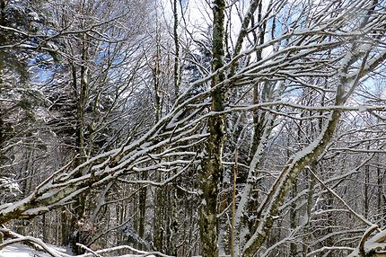 Entrelacs et arbres sous la neige