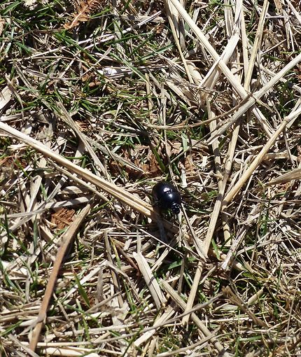 Le tout petit scarabée de l’Ile d’Ouessant