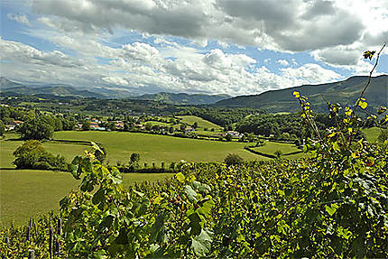 Vignoble d'Irouléguy