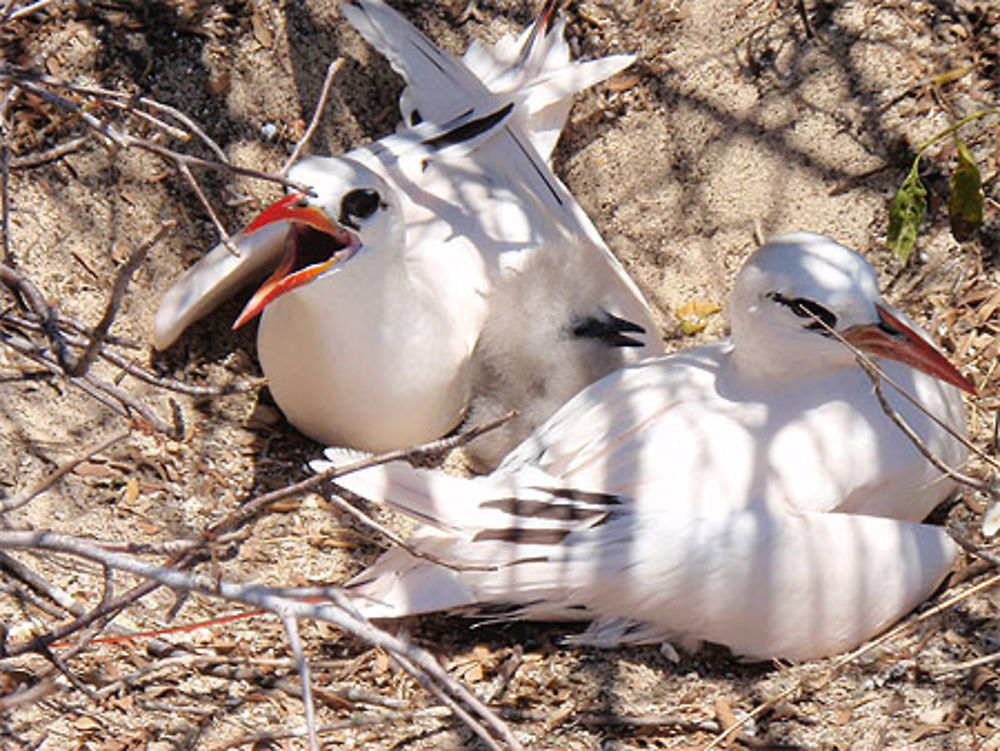 Couple de paille en queue et leur petit