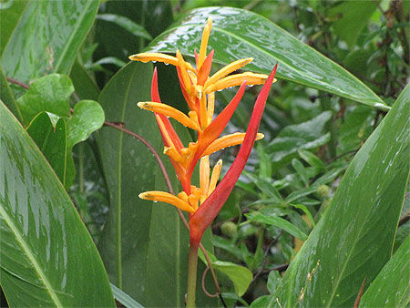 Flore de Guyane