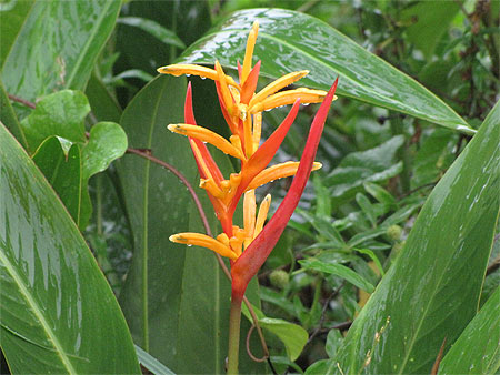 Flore de Guyane Flore de Guyane