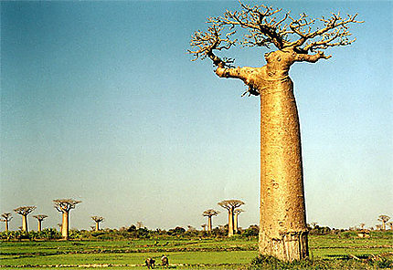 Baobabs et Rizières