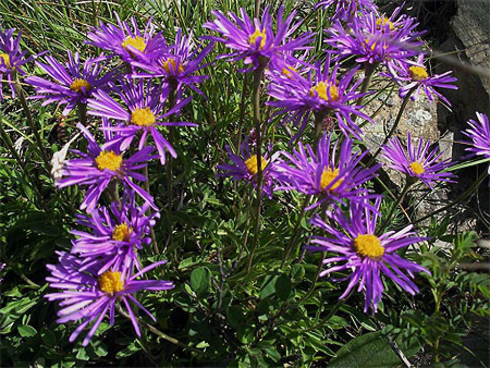 Asters des Alpes