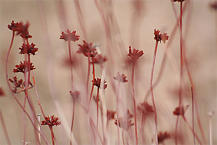 Petite fleur rouge : Fleurs : Désert de Mojave : Intérieur et Sierra Nevada  : Californie : Routard.com