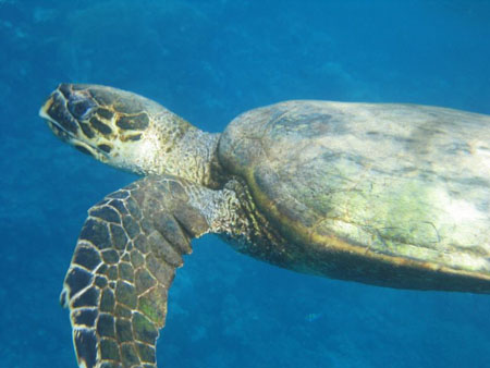Tortue Tortue
