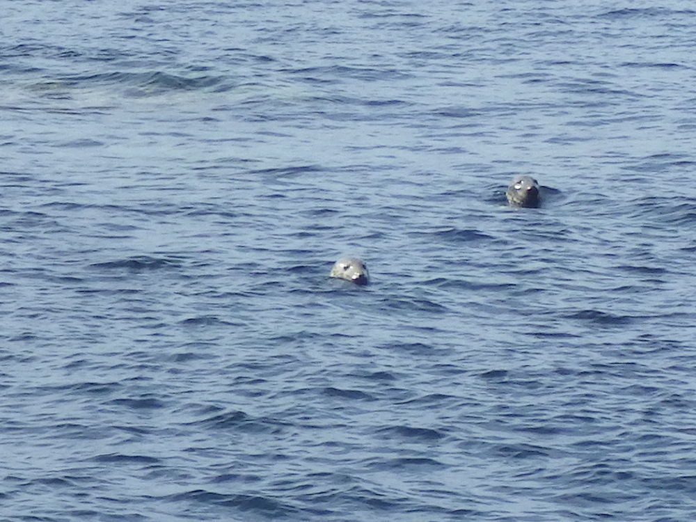 Phoques à Staffa