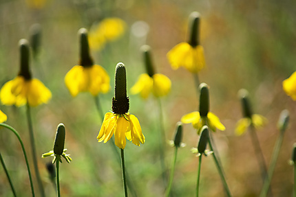 Les fleurs du Custer State Park