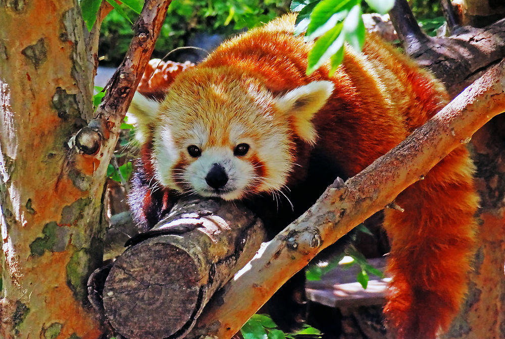 Panda roux au Zoo de San Diego