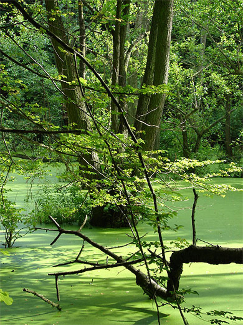 Forêt Ile de Rugen