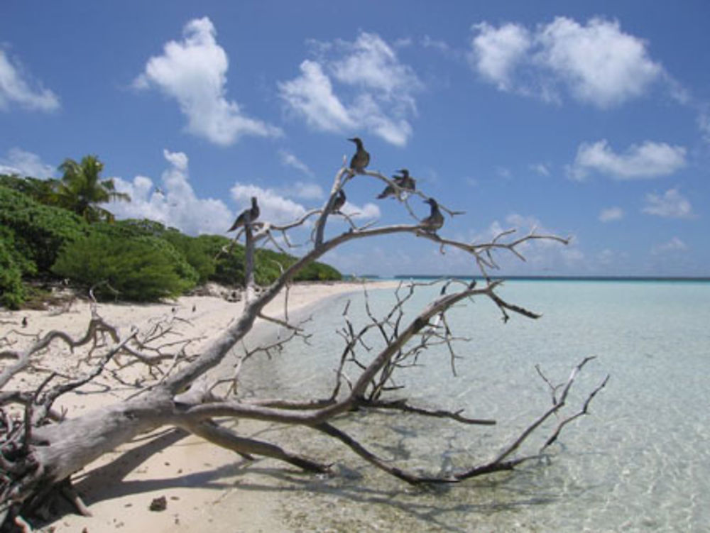 l'île aux oiseaux