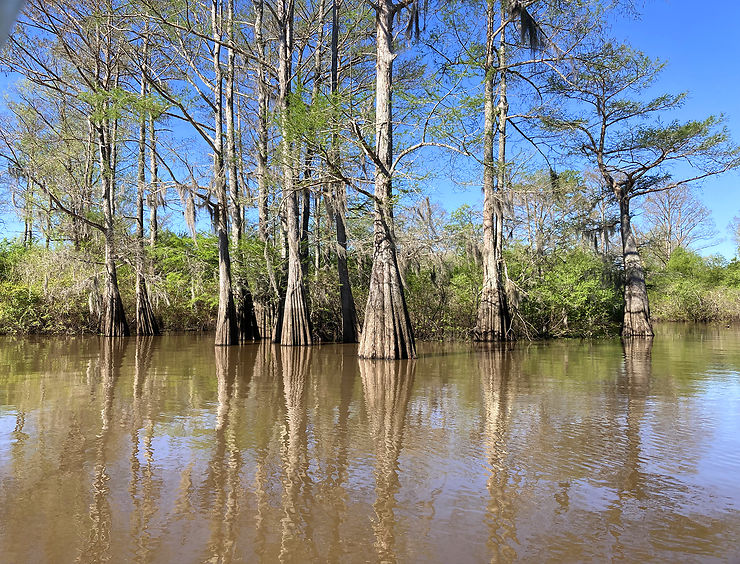 Balade dans les marécages de l’Atchafalaya