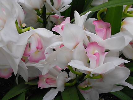 Orchidées à la Serre tropicale