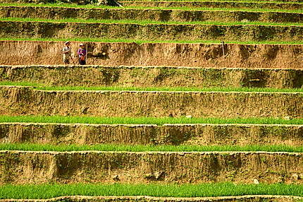 Femmes travaillant dans les rizières 