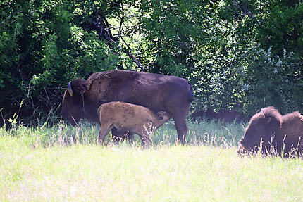 Famille de bisons au Custer State Park