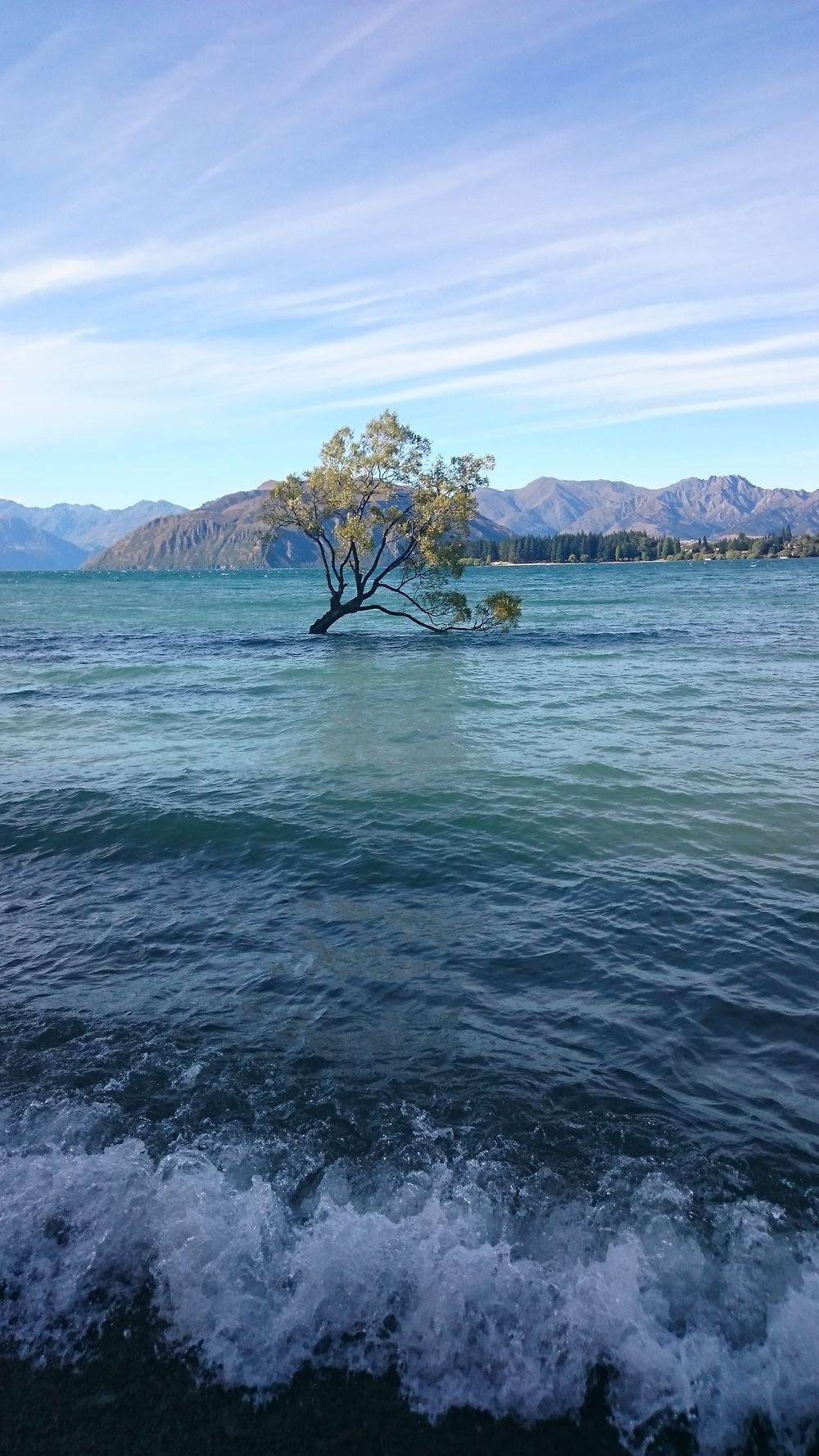 Wanaka Tree