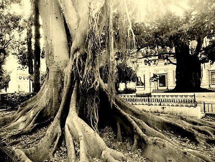 Le vieil arbre aux racines