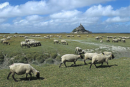 Moutons de pré salé, Mont-St-Michel