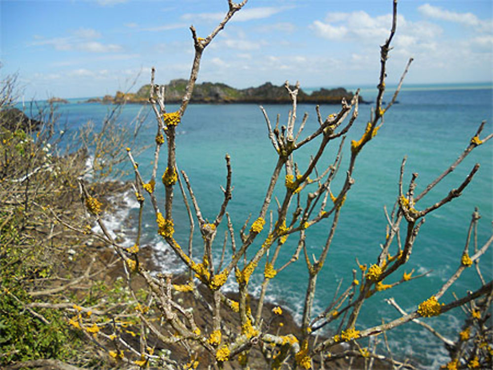 Lichen jaune et côte emeraude