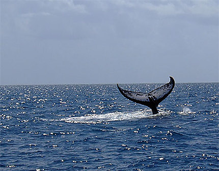 Coucou la baleine