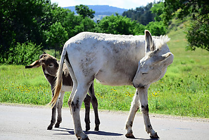 Les ânes du Custer State Park