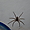 Heteropoda, araignée au Cap-Vert