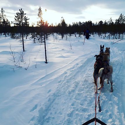Dogsledding au nord de la Suède
