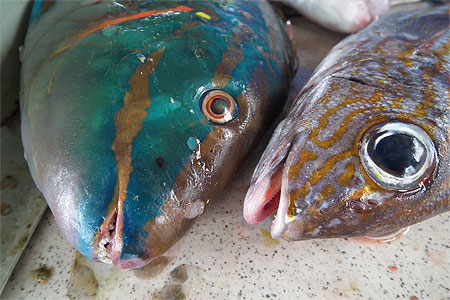Etal de poissons Etal de poissons