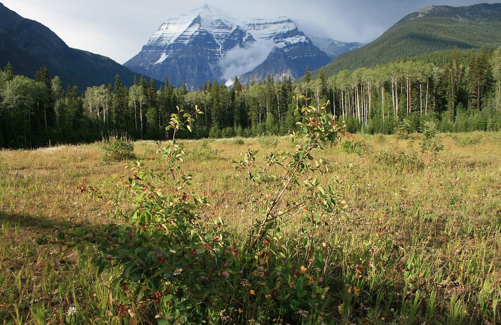 Le Mont Robson tout près du Visitor Center