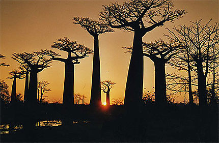 Coucher de soleil sur l'allée des Baobabs, Morondava