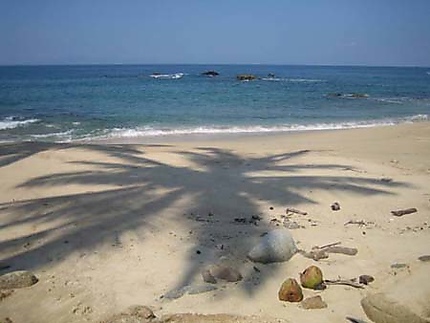 Ombre de cocotier sur sable fin