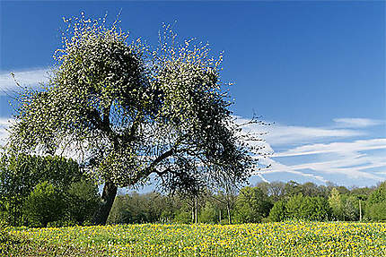 Paysage au printemps, Avesnois