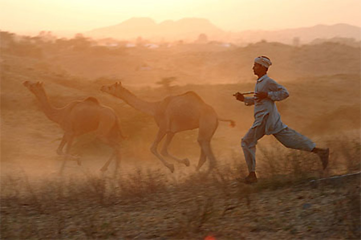 Foire aux chameaux de Pushkar
