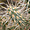 Extrémité de cactus