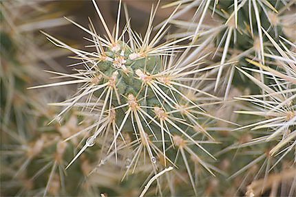 Extrémité de cactus
