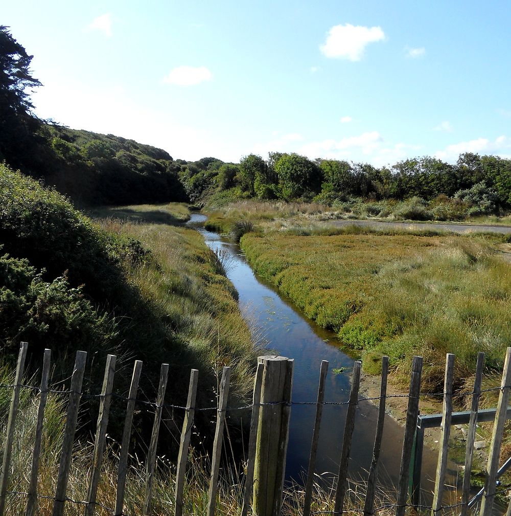 Dans les marais de Saint Coulomb