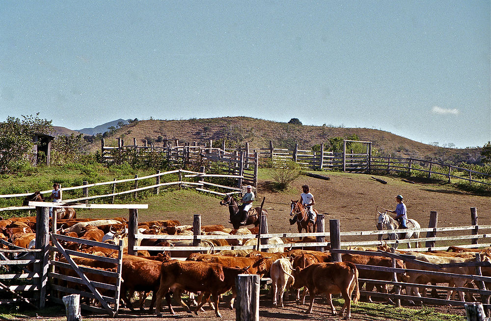 Les Stockmen