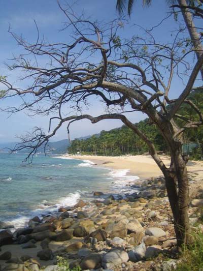 Arbre mort et plage deserte Arbre mort et plage deserte