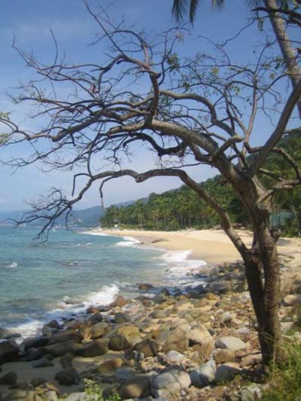 Arbre mort et plage deserte