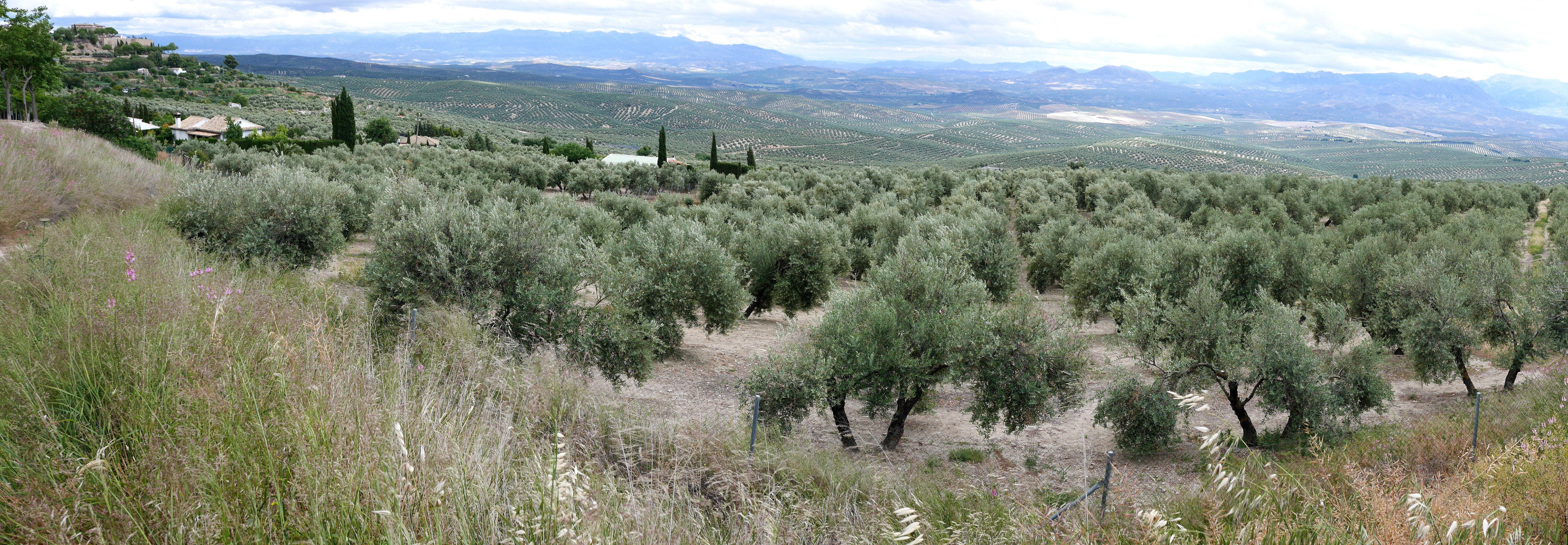 La Mancha - Pays des oliviers