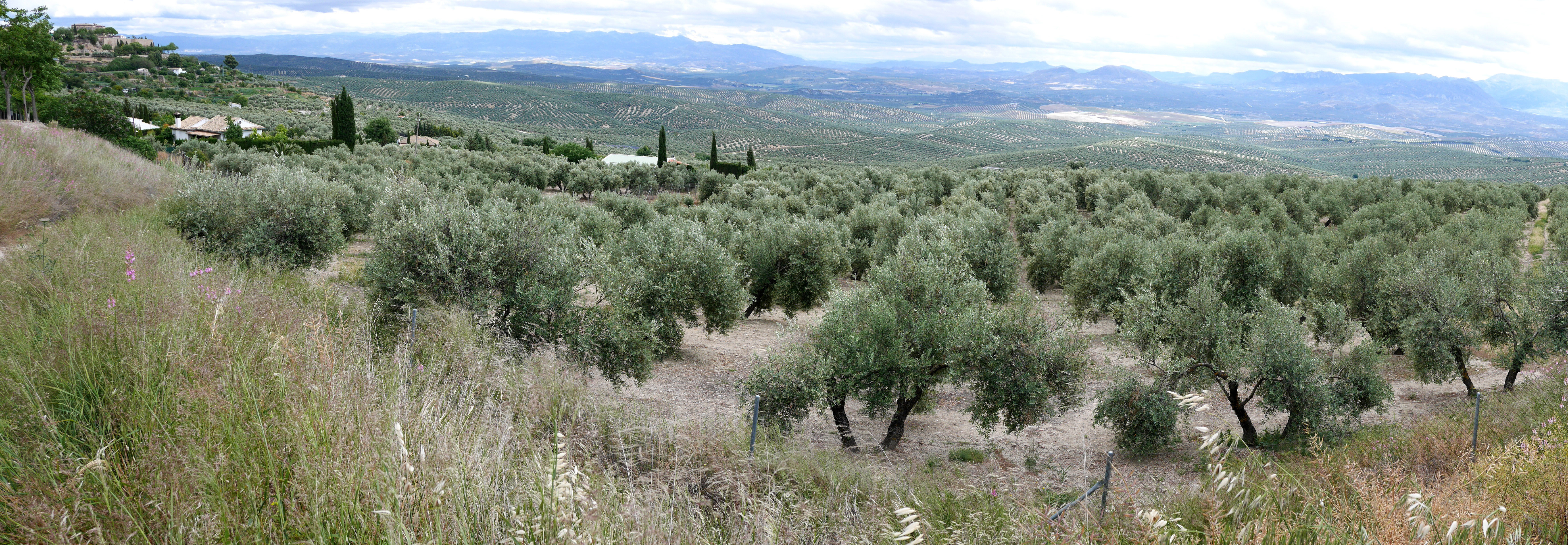 La Mancha - Pays des oliviers La Mancha - Pays des oliviers