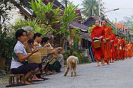 Luang Prabang (laos) - Le tak bat